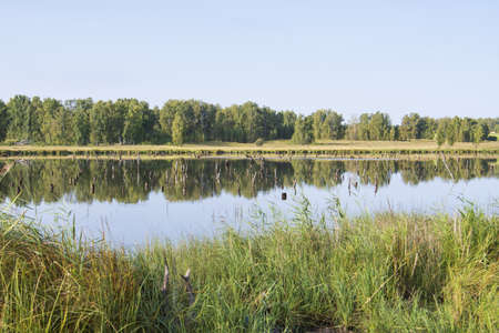 landscape trees by the pond