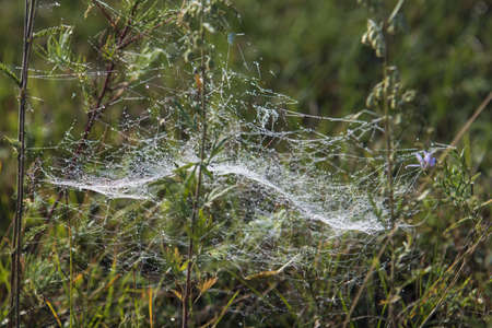 cobwebs on plants in dew