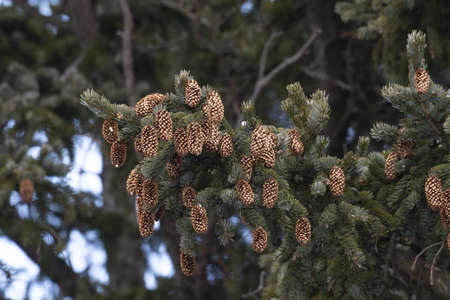 fir cones on the branches
