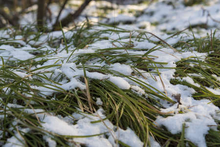 green grass under the snowの写真素材