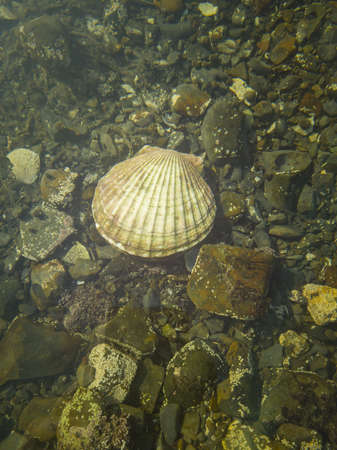 scallop in the waterの写真素材