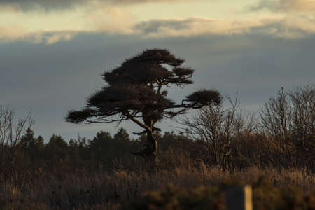 standing alone trees on the ground