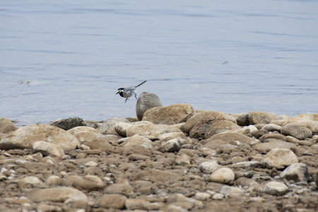 white wagtail on a rockの写真素材