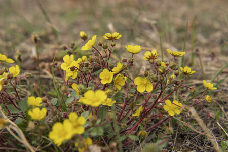 yellow flowers of kaluzhnitsa in a clearing