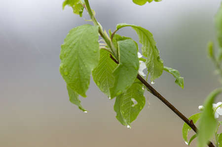 green leaves in raindropsの写真素材