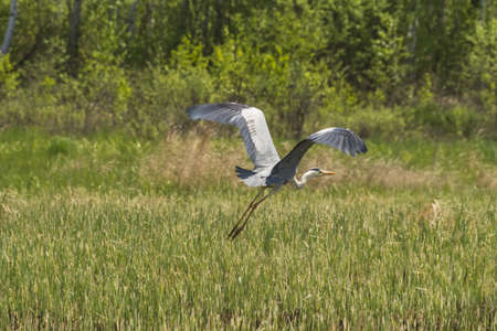 a grey heron flies over the groundの写真素材