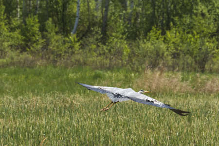 a grey heron flies over the groundの写真素材
