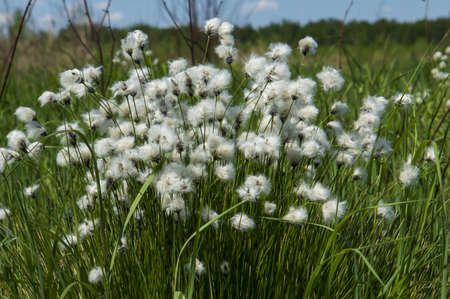 white fluff of flowering sedge
