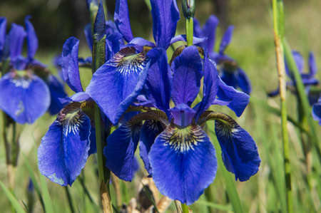 flower blue irises bloom in the fieldの写真素材