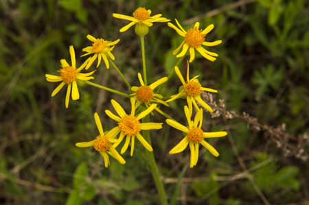 yellow daisies bloom in the field