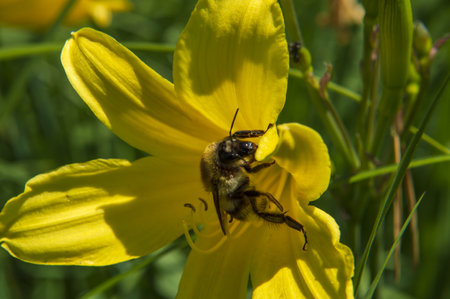 ground bumblebee on a flowerの写真素材