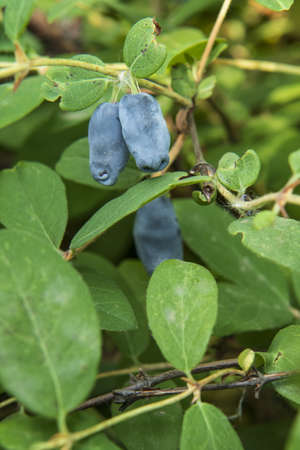 blue honeysuckle fruits on a branchの写真素材