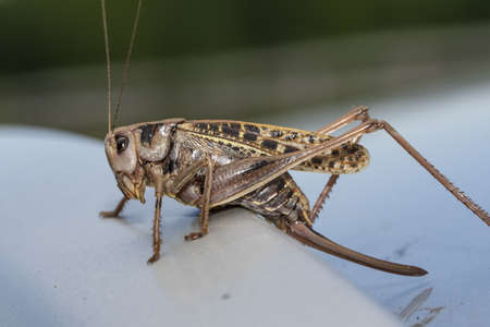 big locusts on the ground