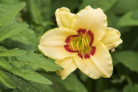 yellow lily flowerの写真素材