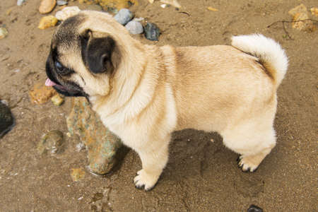 young pug puppy on the sandの写真素材