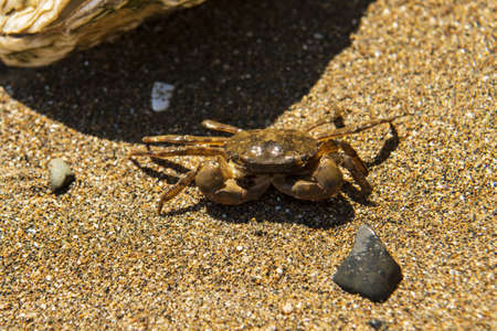 a sea crab stands on the sandの写真素材