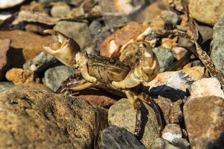 a sea crab stands on the rocksの写真素材