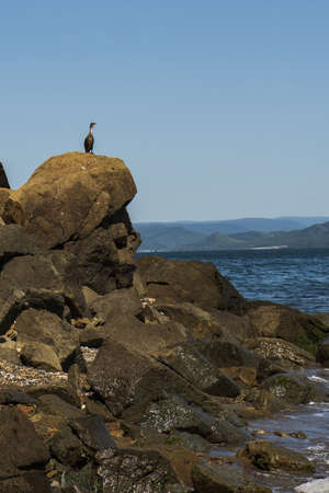 seabirds sit on rocksの写真素材