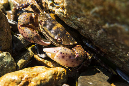 sea crab hidden in the rocksの写真素材