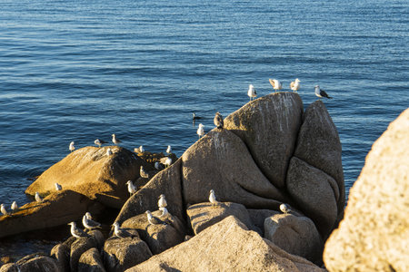 sea gulls sit on rocksの写真素材