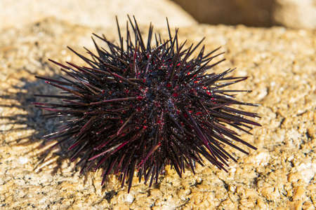 black and red sea urchin