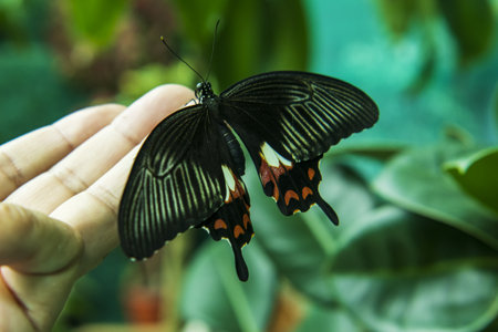 butterfly sitting on his handの写真素材