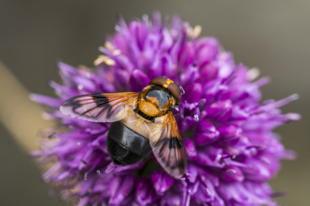a colored fly on a flowerの写真素材
