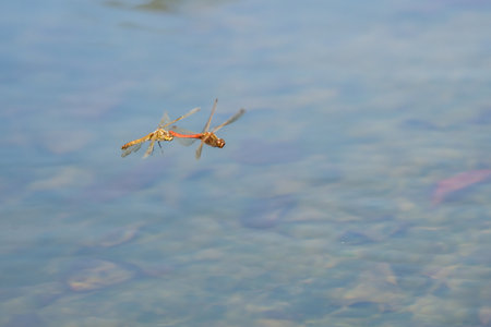 flying dragonflies over the water