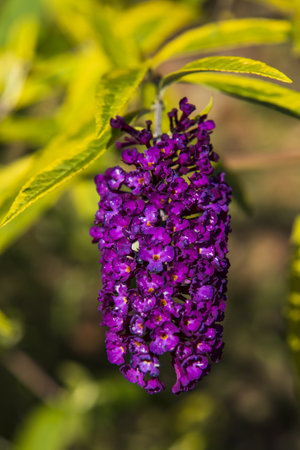 purple inflorescence on a bushの写真素材