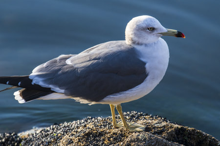 a seagull is standing on a stoneの写真素材