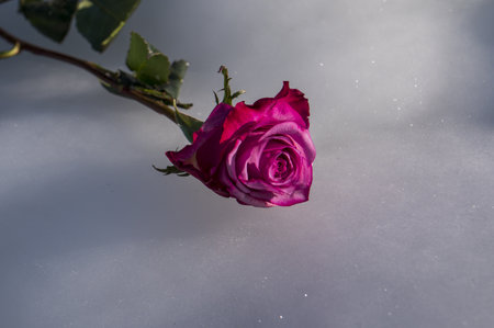 pink rose on iceの写真素材