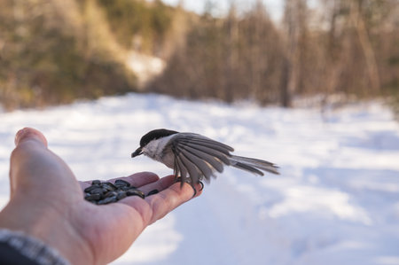 birds sitting on the handの写真素材