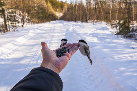 birds sitting on the hand