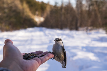 birds sitting on the handの写真素材