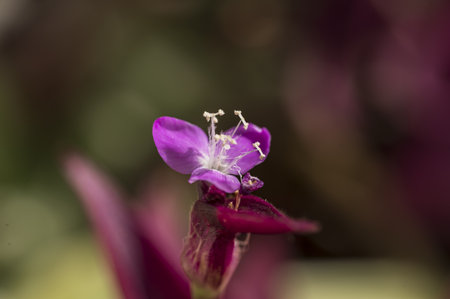 Close up of a purple flower with blurred background, selective focus.の写真素材