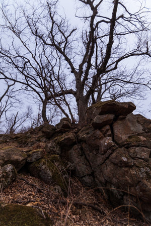 a tree grows on stones
