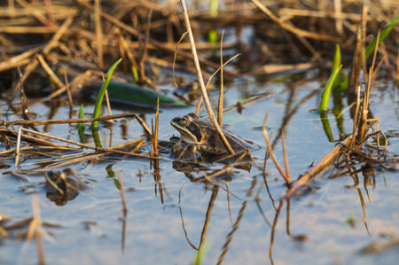 Frog in the water on the background of reeds in the springの写真素材