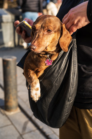 Dachshund dog in a leather bag on the street.の写真素材