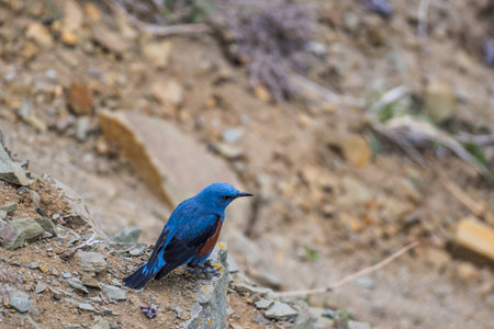 Male Eastern Bluebird (Sialia sialis) perched on a rockの写真素材