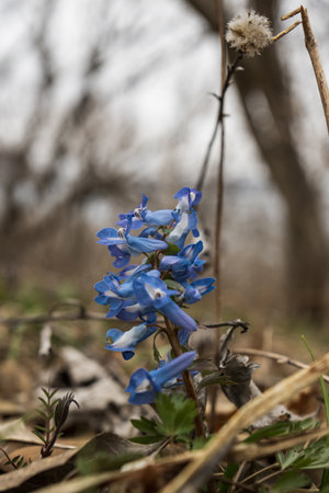 Blue flowers of Corydalis cava in the spring forest.