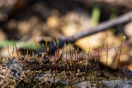 Close up of moss growing on a tree stump in the forest.の写真素材