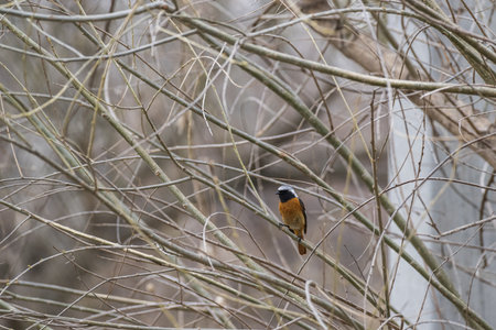 Redstart, Saxicola rubicola, single bird on branch