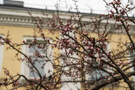 spring flowers on a tree, white flowers on the branchesの写真素材