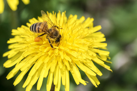 Bee on a yellow dandelion flower. Shallow depth of field.