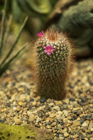 Cactus with pink flower in the botanical gardenの写真素材