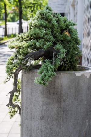 Bonsai tree in a concrete vase on the street.の写真素材