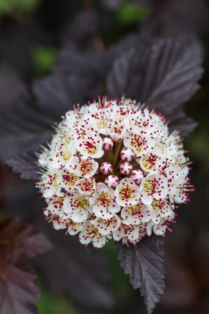Hawthorn flowers - Latin name - Spiraea japonicaの写真素材