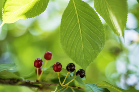 Berries of a cherry on a branch in the summer forest.