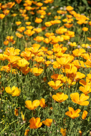 bright orange flowers bloom in the gardenの写真素材