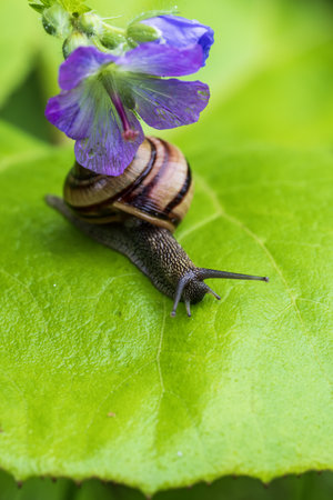Snail crawling on a green leaf in the garden. Shallow depth of fieldの写真素材
